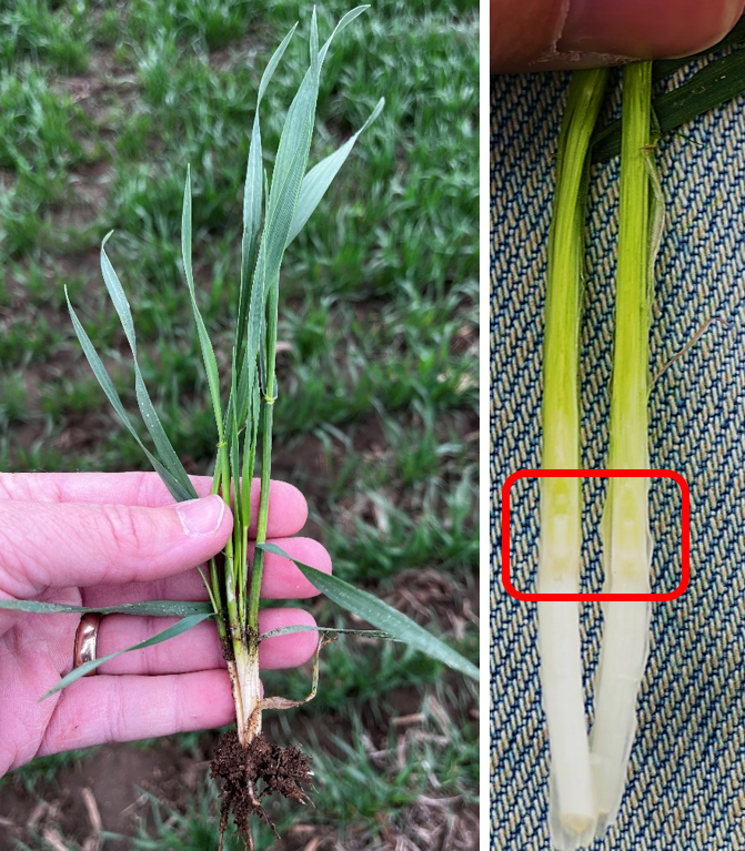 Wheat with several tillers.